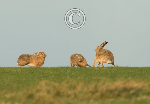    Brown Hares DM2009